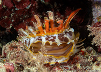 Spondylus varius (Variable Thorny Oyster)