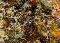 Stenopus hispidus (Banded Coral Shrimp)