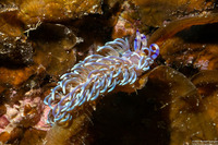 Pteraeolidia semperi (Blue Dragon Nudibranch)