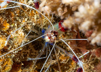 Stenopus hispidus (Banded Coral Shrimp)