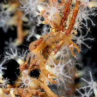 Galathea tanegashimae (Pink Squat Lobster)