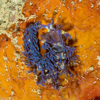 Pteraeolidia semperi (Blue Dragon Nudibranch)