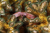 Trapezia serenei (Serene's Guard Crab)