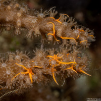 Ophiothela mirabilis (Six-Arm Brittle Star)