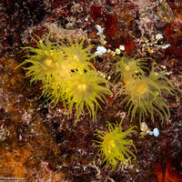 Tubastraea coccinea (Orange Cup Coral)