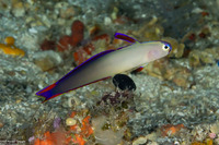 Nemateleotris decora (Decorated Dartfish)