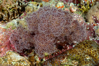 Dendronephthya sp.1 (Dendronephthya)