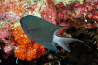 Pycnochromis caudalis (Blue-Axil Chromis)