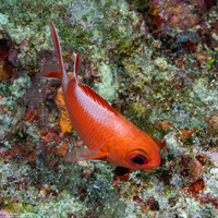 Myripristis vittata (Whitetip Soldierfish)