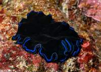 Pseudoceros sapphirinus (Sapphire Flatworm)