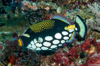 Balistoides conspicillum (Clown Triggerfish)