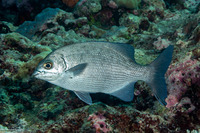 Kyphosus cinerascens (Topsail Chub)