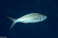 Aphareus furca (Smalltooth Jobfish)
