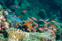 Pseudanthias dispar (Redfin Anthias)