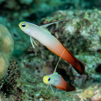Nemateleotris magnifica (Fire Dartfish)