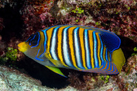 Pygoplites diacanthus (Regal Angelfish)