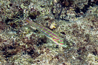Thalassoma quinquevittatum (Fivestripe Wrasse)