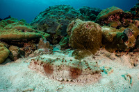 Thelenota anax (Amberfish Sea Cucumber)