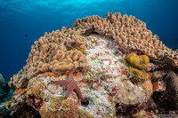 Fromia indica (Indian Sea Star)