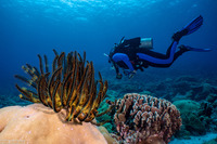 Anneissia bennetti (Bennett's Feather Star)