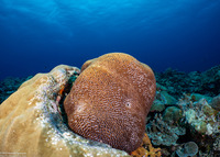 Platygyra lamellina (Hard Brain Coral)