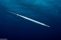 Fistularia commersonii (Bluespotted Cornetfish)