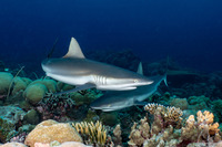 Carcharhinus amblyrhynchos (Gray Reef Shark)