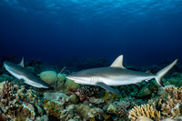 Carcharhinus amblyrhynchos (Gray Reef Shark)