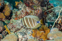 Zebrasoma veliferum (Pacific Sailfin Tang)