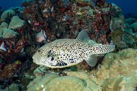 Arothron mappa (Map Puffer)