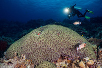 Lobophyllia hemprichii (Lobed Brain Coral)