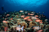 Myripristis berndti (Bigscale Soldierfish)