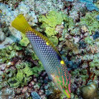 Halichoeres hortulanus (Checkerboard Wrasse)