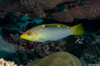 Halichoeres hortulanus (Checkerboard Wrasse)