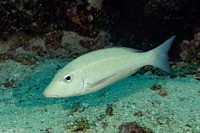 Lethrinus obsoletus (Orange-Striped Emperor)