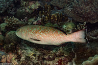 Plectropomus areolatus (Squaretail Coral Grouper)