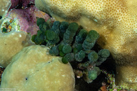 Tydemania expeditionis (Tydemania Expeditionis)