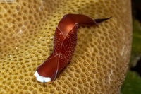 Mariaglaja inornata (Headband Headshield Slug)