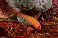 Trimma benjamini (Ringeye Pygmygoby)