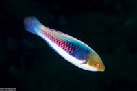 Cirrhilabrus cyanopleura (Bluesided Fairy Wrasse)