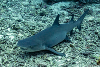 Triaenodon obesus (Whitetip Reef Shark)