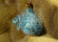 Spirobranchus sp.1 (Christmas Tree Worm)