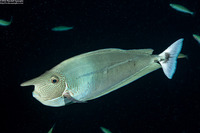 Naso brevirostris (Paletail Unicornfish)