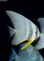 Platax teira (Longfin Spadefish)