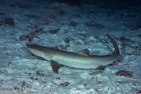 Triaenodon obesus (Whitetip Reef Shark)