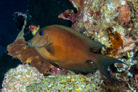 Ctenochaetus binotatus (Twospot Bristletooth)