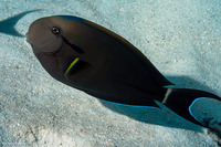 Acanthurus nigricauda (Blackstreak Surgeonfish)