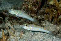 Valenciennea puellaris (Orange-Dashed Goby)