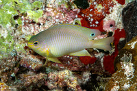Pomacentrus amboinensis (Ambon Damsel)