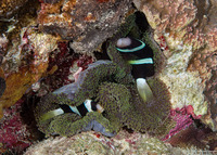 Amphiprion clarkii (Clark's Anemonefish)